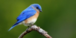 Bluebird2